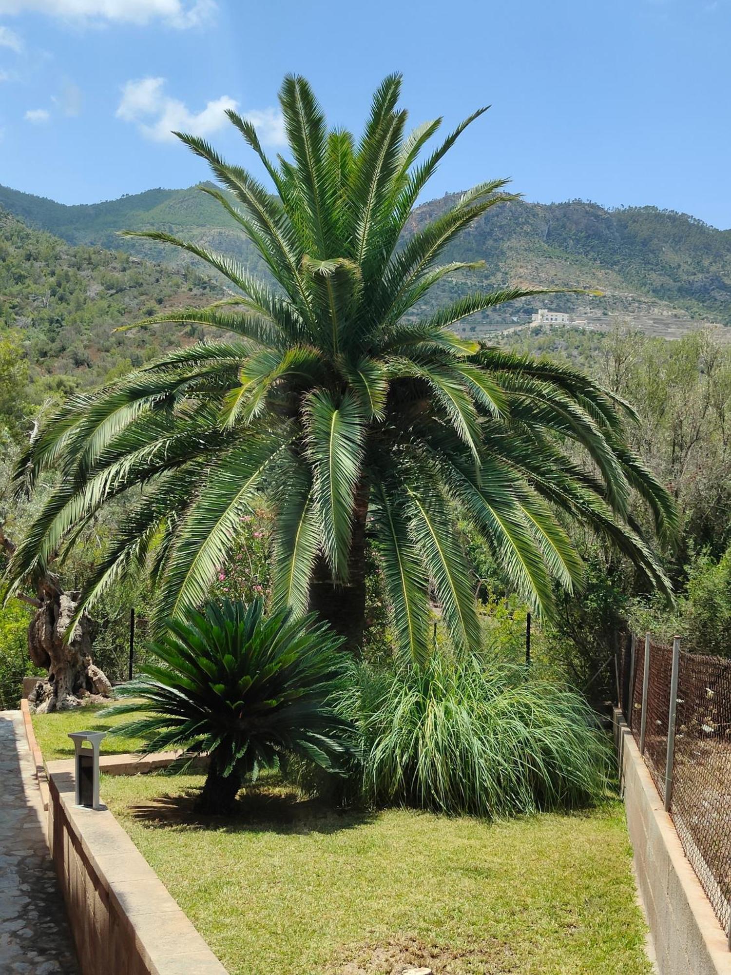 Villa Capllonch Banyalbufar Dış mekan fotoğraf